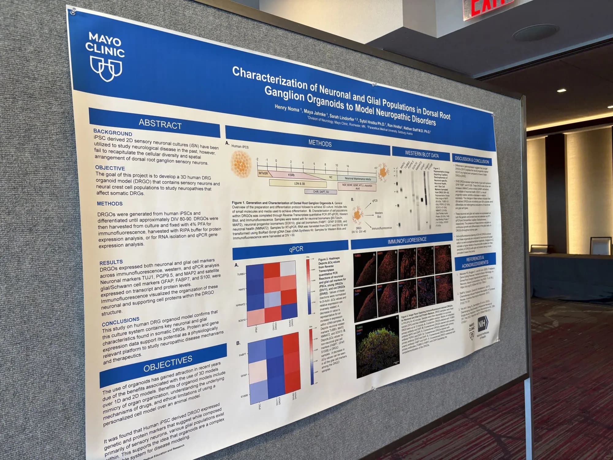 A Mayo Clinic research poster on dorsal root ganglion organoids